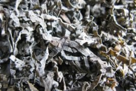 Морські водорості