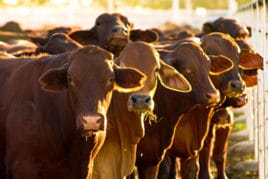 Гній худоби