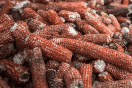 Качани кукурудзи