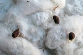 Насіння бабовни