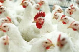 Курячий послід